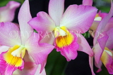SINGAPORE, Botanic Gardens, Orchid Garden, Dendrobium Orchids, SIN1089JPL
