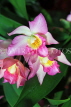 SINGAPORE, Botanic Gardens, Orchid Garden, Dendrobium Orchids, SIN1561JPL
