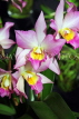 SINGAPORE, Botanic Gardens, Orchid Garden, Dendrobium Orchids, SIN1562JPL