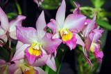 SINGAPORE, Botanic Gardens, Orchid Garden, Dendrobium Orchids, SIN1563JPL
