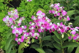 SINGAPORE, Botanic Gardens, Orchid Garden, Dendrobium orchids, IN1032JPL