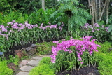 SINGAPORE, Botanic Gardens, Orchid Garden, Dendrobium orchids, SIN1033JPL