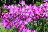 SINGAPORE, Botanic Gardens, Orchid Garden, Dendrobium orchids, SIN1034JPL
