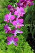SINGAPORE, Botanic Gardens, Orchid Garden, Dendrobium orchids, SIN1035JPL