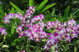 SINGAPORE, Botanic Gardens, Orchid Garden, Dendrobium orchids, SIN1036JPL