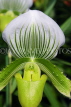 SINGAPORE, Botanic Gardens, Orchid Garden, Paphiopedilum Orchid, SIN1086JPL