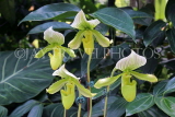 SINGAPORE, Botanic Gardens, Orchid Garden, Paphiopedilum Orchids, SIN1071JPL