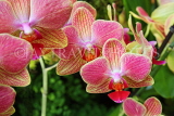 SINGAPORE, Botanic Gardens, Orchid Garden, Phalaenopsis Orchid, SIN1567JPL