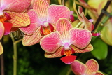 SINGAPORE, Botanic Gardens, Orchid Garden, Phalaenopsis Orchid, SIN1568JPL