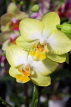 SINGAPORE, Botanic Gardens, Orchid Garden, Phalaenopsis Orchid, SIN1569JPL
