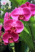 SINGAPORE, Botanic Gardens, Orchid Garden, Phalaenopsis Orchids, SIN1075JPL