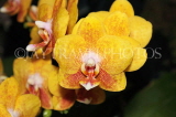 SINGAPORE, Botanic Gardens, Orchid Garden, Phalaenopsis Orchids, SIN1564JPL
