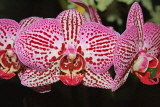 SINGAPORE, Botanic Gardens, Orchid Garden, Phalaenopsis Orchids, SIN420JPL
