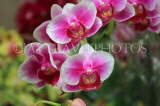 SINGAPORE, Botanic Gardens, Orchid Garden, Phalaenopsis Orchids, SIN424JPL