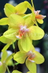 SINGAPORE, Botanic Gardens, Orchid Garden, Phalaenopsis Orchids, SIN425JPL