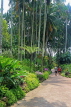 SINGAPORE, Botanic Gardens, Orchid Garden, SIN1031JPL