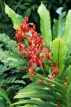 SINGAPORE, Botanic Gardens, Orchid Garden, SIN1044JPL