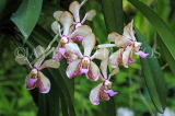 SINGAPORE, Botanic Gardens, Orchid Garden, SIN1056JPL