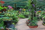 SINGAPORE, Botanic Gardens, Orchid Garden, SIN1061JPL