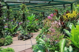 SINGAPORE, Botanic Gardens, Orchid Garden, SIN1063JPL