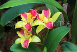 SINGAPORE, Botanic Gardens, Orchid Garden, SIN1067JPL
