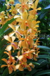 SINGAPORE, Botanic Gardens, Orchid Garden, SIN1072JPL