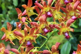 SINGAPORE, Botanic Gardens, Orchid Garden, SIN1074JPL