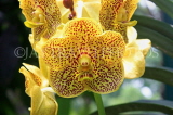 SINGAPORE, Botanic Gardens, Orchid Garden, SIN1077JPL