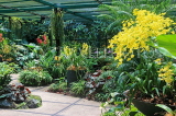 SINGAPORE, Botanic Gardens, Orchid Garden, SIN1078JPL