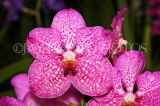 SINGAPORE, Botanic Gardens, Orchid Garden, Vanda Orchids, SIN1091JPL
