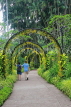 SINGAPORE, Botanic Gardens, Orchid Garden, archway of Oncidium Orchids, SIN1043JPL