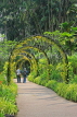 SINGAPORE, Botanic Gardens, Orchid Garden, archway of Oncidium Orchids, SIN1047JPL