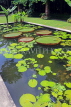 SINGAPORE, Botanic Gardens, giant lily pond, SIN1016JPL