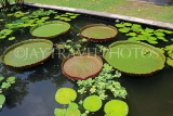 SINGAPORE, Botanic Gardens, giant lily pond, SIN1017JPL