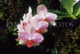 SINGAPORE, Botanical Gardens, Orchids, SIN391JPL