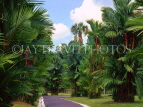 SINGAPORE, Botanical Gardens, Palm Gardens, SIN546JPL