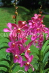 SINGAPORE, Botanical Gardens, Spray Orchids, SIN328JPL