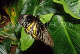 SINGAPORE, Common Birdwing Butterfly, SIN408JPL