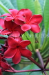 SINGAPORE, Gardens by the Bay, Frangipani (Plumeria) flowers, deep red, SIN893JPL