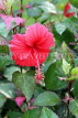 SINGAPORE, Gardens by the Bay, Hibiscus flower, deep pink, SIN899JPL