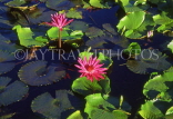 SINGAPORE, Japanese Garden (Seiwaen), Water Lily, SIN314JPL