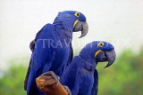 SINGAPORE, Jurong Bird Park, South American blue Hyacinth Macaws, SIN405JPL
