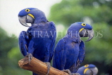 SINGAPORE, Jurong Bird Park, South American blue Hyacinth Macaws, SIN406JPL