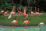 SINGAPORE, Jurong Bird Park, pink Flamingos, SIN404JPL