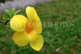 SINGAPORE, Jurong Chinese Garden, Allamanda flower, SIN1455JPL