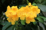 SINGAPORE, Jurong Chinese Garden, Allamanda flowers, SIN1515JPL