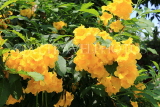 SINGAPORE, Jurong Chinese Garden, Allamanda flowers, SIN1516JPL