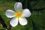 SINGAPORE, Jurong Chinese Garden, Frangipani (Plumeria) flower, SIN1464JPL