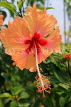 SINGAPORE, Jurong Chinese Garden, Hibiscus flower, orange, SIN1451JPL