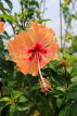 SINGAPORE, Jurong Chinese Garden, Hibiscus flower, orange, SIN1452JPL